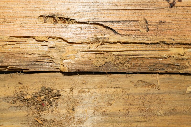 Structural Wood Repair